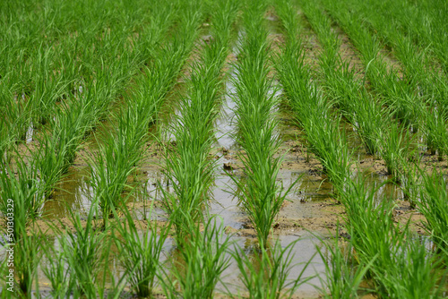 Seedlings planted in spring. Paddy fields in Shangyuan Rice Field Park, Chashan, Dongguan, Guangdong, China.