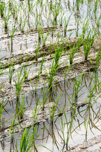 Seedlings planted in spring. Paddy fields in Shangyuan Rice Field Park, Chashan, Dongguan, Guangdong, China.