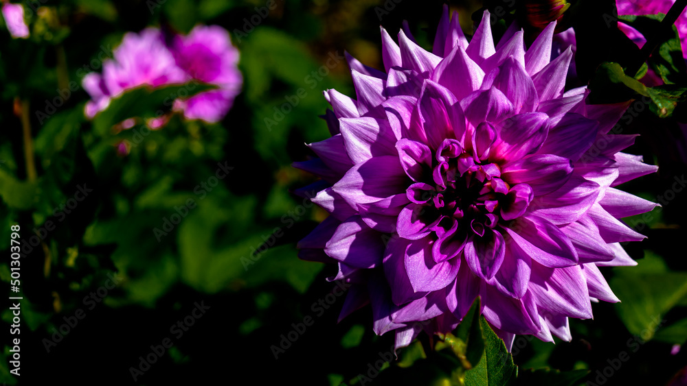 purple flower in the garden purple flower in the garden