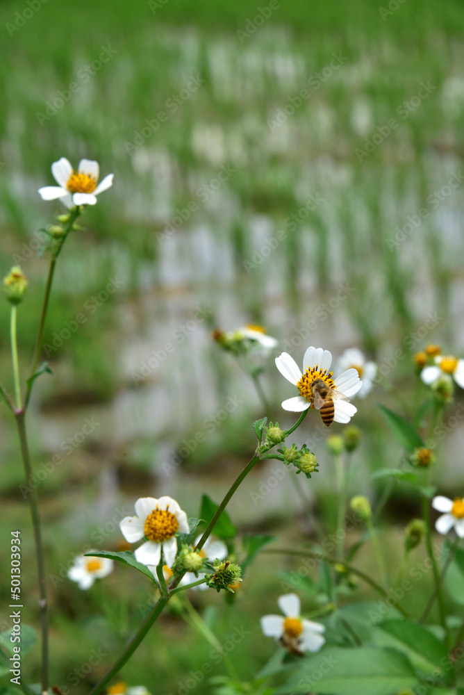 Wld flower Bidens albas in a field. A bee collects honey on the little white flower. Wld flower Bidens albas in a field. A bee collects honey on the little white flower.