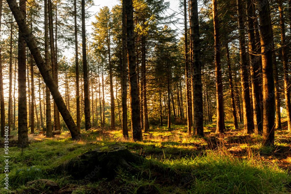 Fototapeta premium Sunset moment in a Sardinian woods