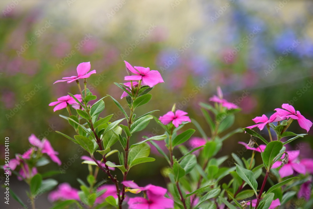 Madagascar Periwinkle, ornamental and medicinal plant. Natural background with pink flower. - obrazy, fototapety, plakaty 