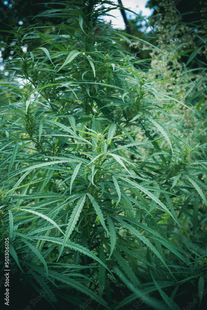 Branch of cannabis and marijuana. Ganja, hemp beautiful tree. Branch of cannabis and marijuana. Ganja, hemp beautiful tree.