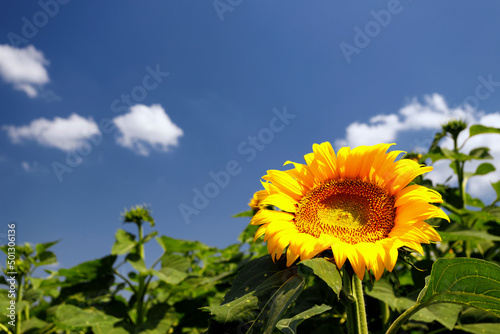 Blooming sunflowers  against the background of the field