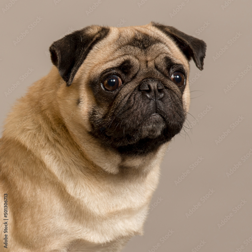 
pug with smart eyes looks with different emotions close-up portrait