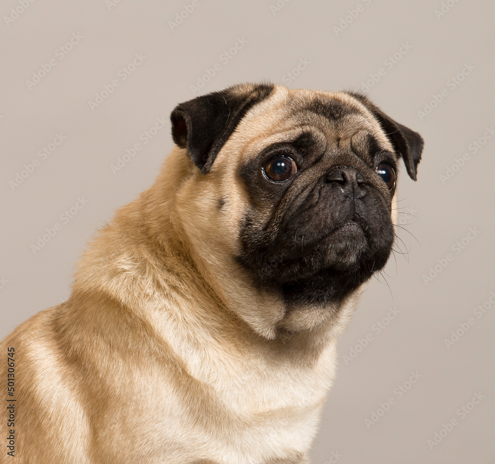 pug with smart eyes looks with different emotions close-up portrait
pug with smart eyes looks with different emotions close-up portrait