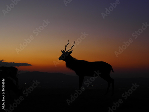 奈良県若草山の夕焼けと鹿 グラデーション空