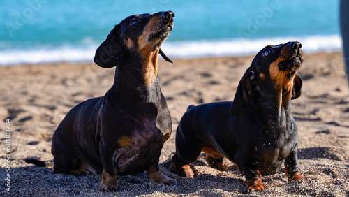 two beautiful black dachshunds are sitting on the beach by the sea, waiting for a command from their owners. Portraits