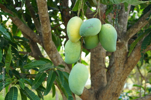 Mangoes on a tree in a farmer's garden