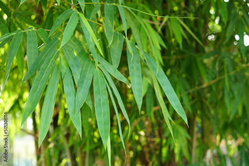 beautiful green bamboo leaves background