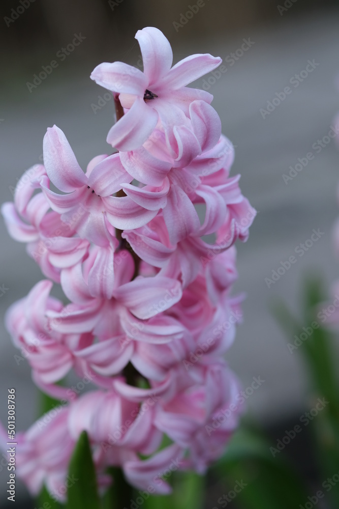 Beautiful pink hyacinths flowering. Pink hyacinths close up in sunny day in nature. Colorful natural spring landscape with with flowers, soft selective focus. Beautiful pink hyacinths flowering. Pink hyacinths close up in sunny day in nature. Colorful natural spring landscape with with flowers, soft selective focus.