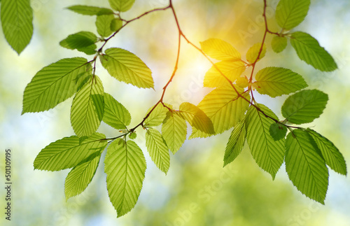 Green leaves plants on sun ...