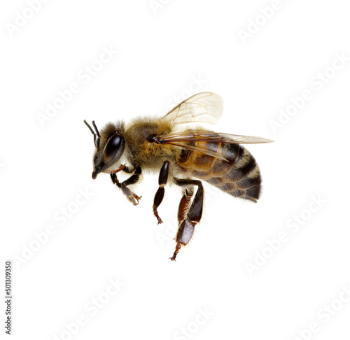 Billede på lærred Bee on the white