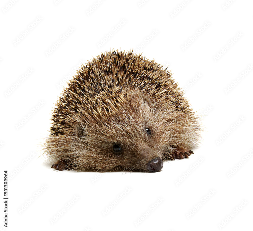 Hedgehog isolated on white Hedgehog isolated on white