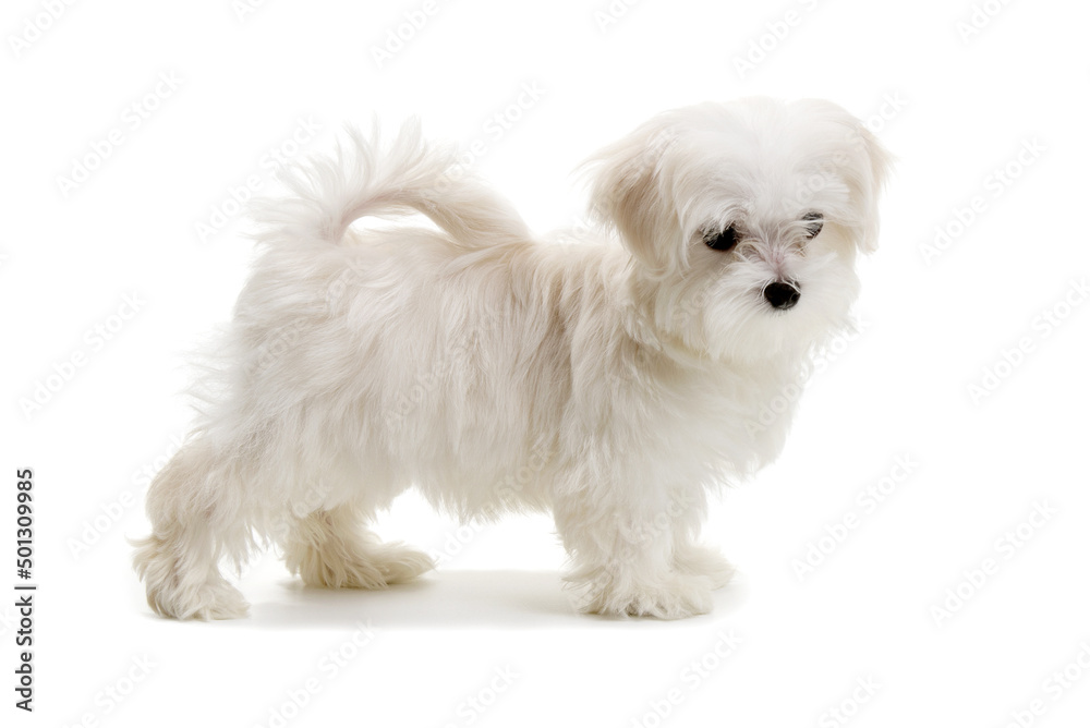 Puppy Maltese lapdog isolated on white Puppy Maltese lapdog isolated on white