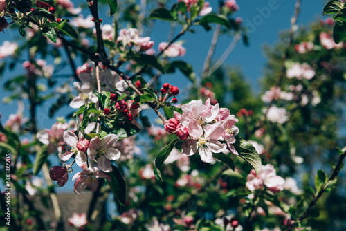 Blooming apple tree with pink flowers and fresh green leaves against blue sky on sunny day during spring. Close-up macro in nature outdoors.