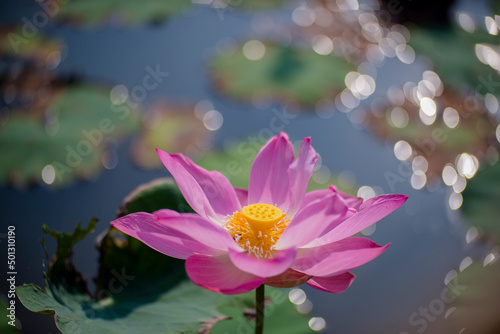 Nature photo: Lotus flowers. This is beautifull flowers. Time: April 26, 2022. Location: Ho Chi Minh City. Content: Lotus is a beautiful ornamental plant, loved by many people. 