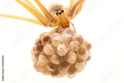 Daddy long-legs house spider (Pholcus phalangioides) holding its eggs on a white background photo