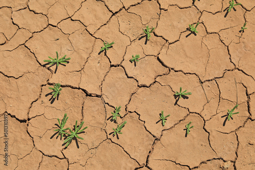 sequía suelo seco agrietado falta de agua textura desertización plantas verdes almería españa  4M0A5228-as22