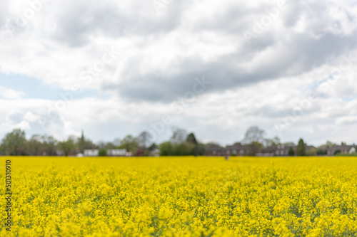 Flowering rapeseed with cloudy sky during springtime. Blooming canola fields, rape on the field in summer. Bright yellow rapeseed flowers
