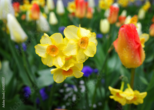 Fototapeta Naklejka Na Ścianę i Meble -  Lovely daffodils (jonquils) mixed with tulips and blurred grape hyacinths