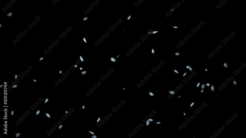 Infusorium colony Ciliophora Hypotrichia and Coleps under a microscope, Class Spirotrichea and Prostomatea. Planktonic organism. Move chaotically in a drop of water Infusorium colony Ciliophora Hypotrichia and Coleps under a microscope, Class Spirotrichea and Prostomatea. Planktonic organism. Move chaotically in a drop of water