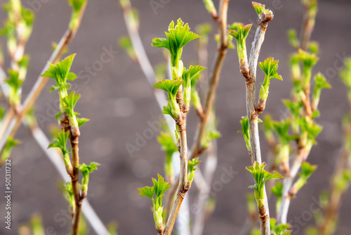 Currant bush in early spring with young leaves.
