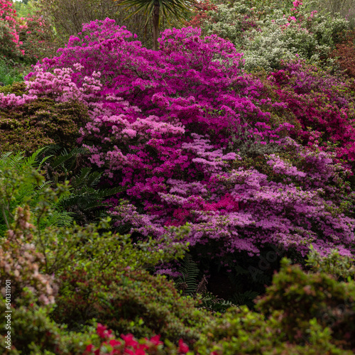 Beautiful Garden with blooming trees and bushes during spring time, Wales, UK