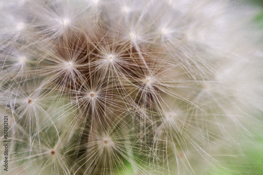 dandelion seed head dandelion seed head