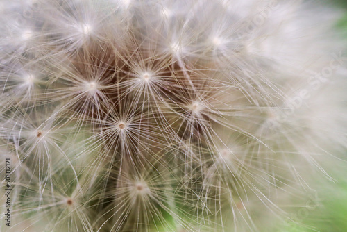 dandelion seed head