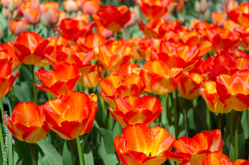 A field of orange tulips in the Netherlands.