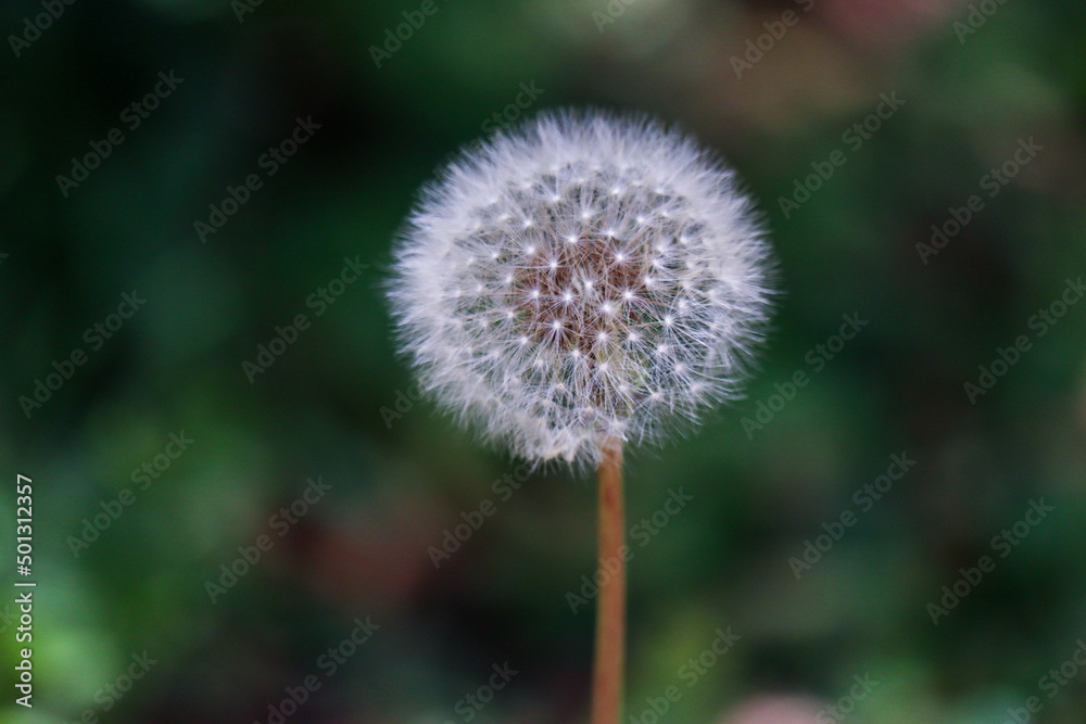 dandelion seed head