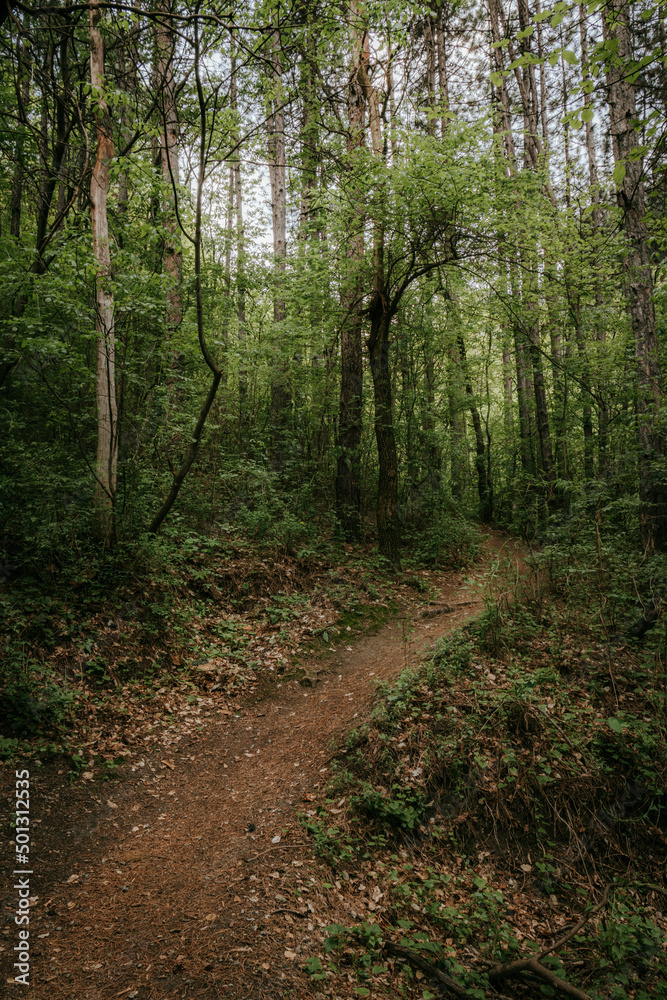 path in the forest