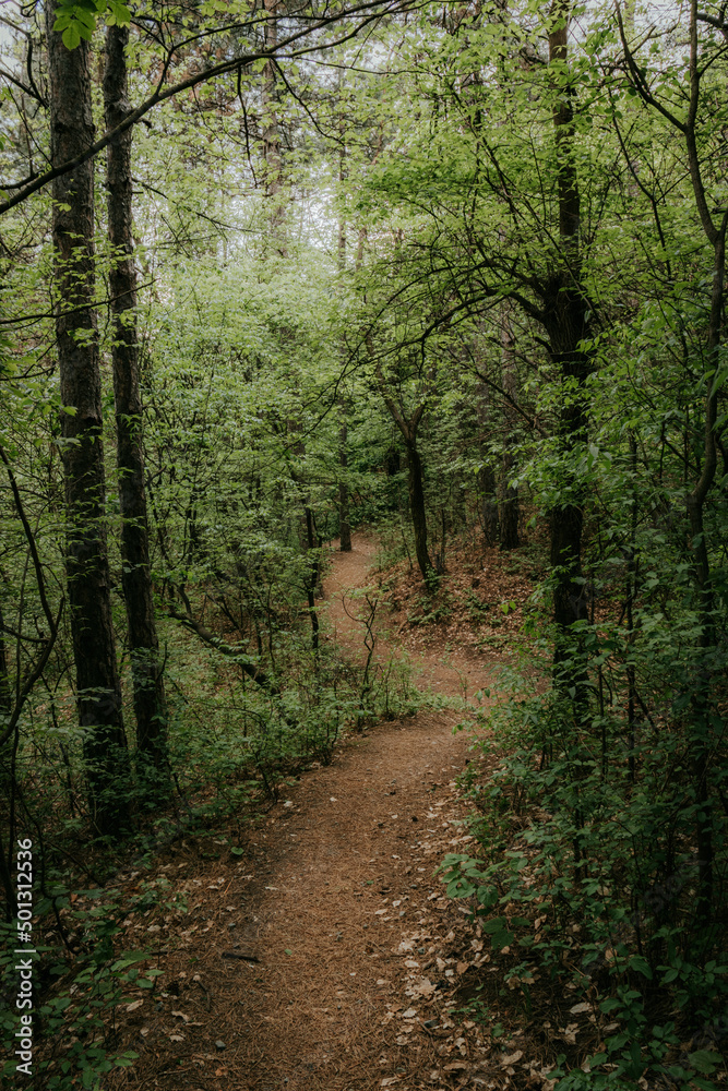 path in the forest path in the forest