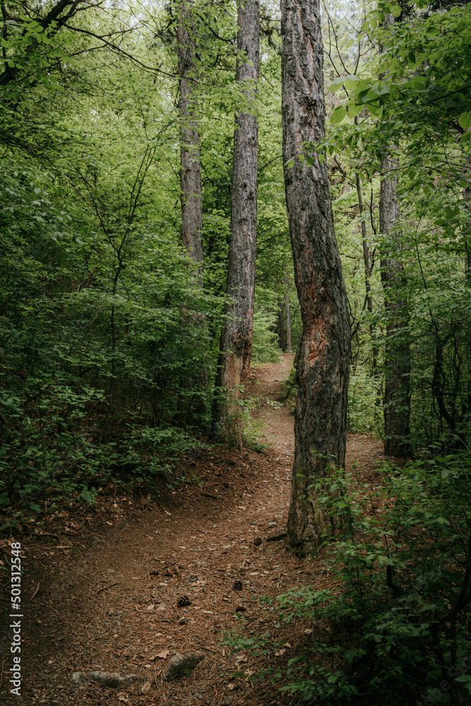 path in the woods