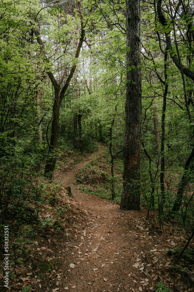 path in the woods