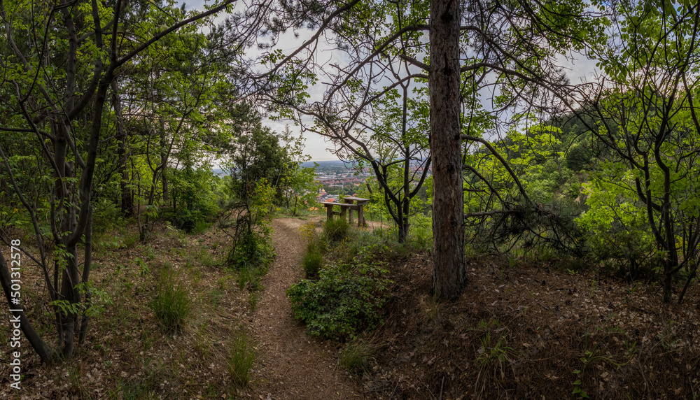 Naklejka premium forest in the morning