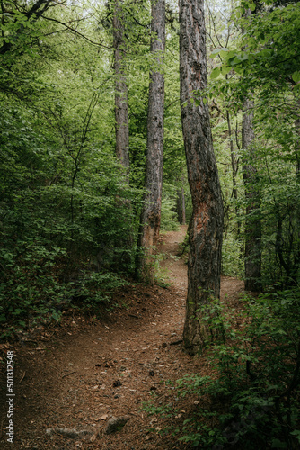 path in the woods