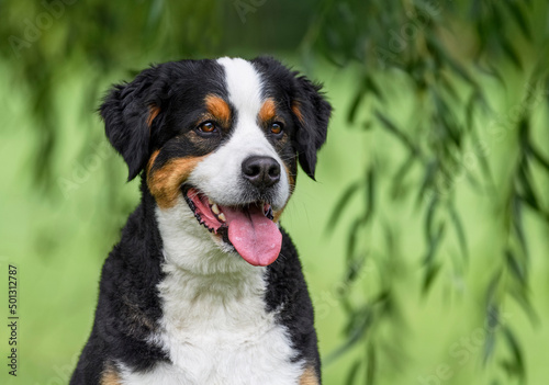 bernese mountain dog