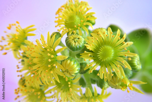 Greenovia aurea (Aeonium aureum) - inflorescence