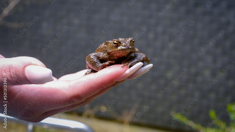 Frosch sitzt auf einer Hand 