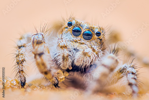 Spider portrait, jumping spider portrait - Yllenus arenarius © lukjonis
