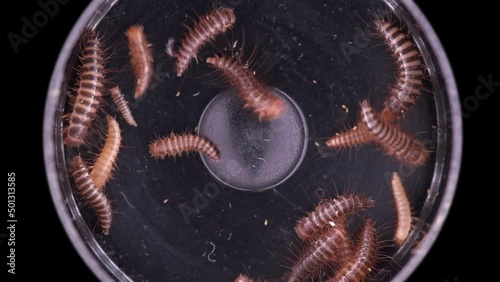 Larva of beetle Dermestes lardarius under a microscope, of family Dermestidae. photo