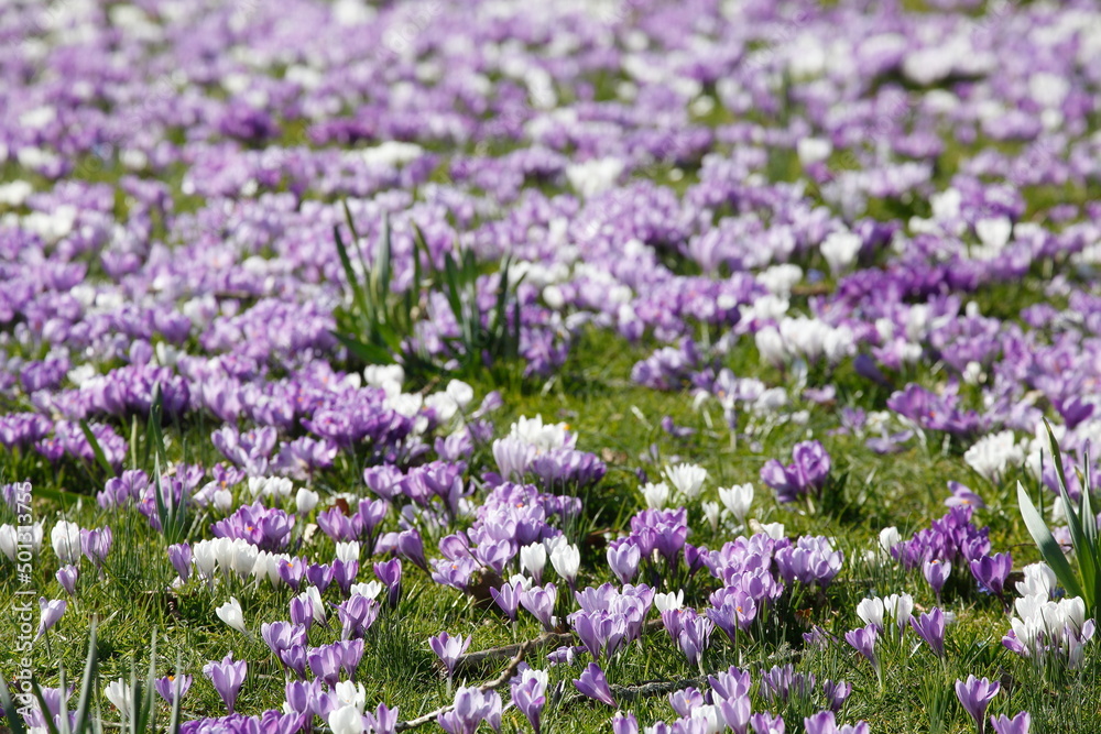Blühende Krokusse, Close-Up, Deutschland, Europa