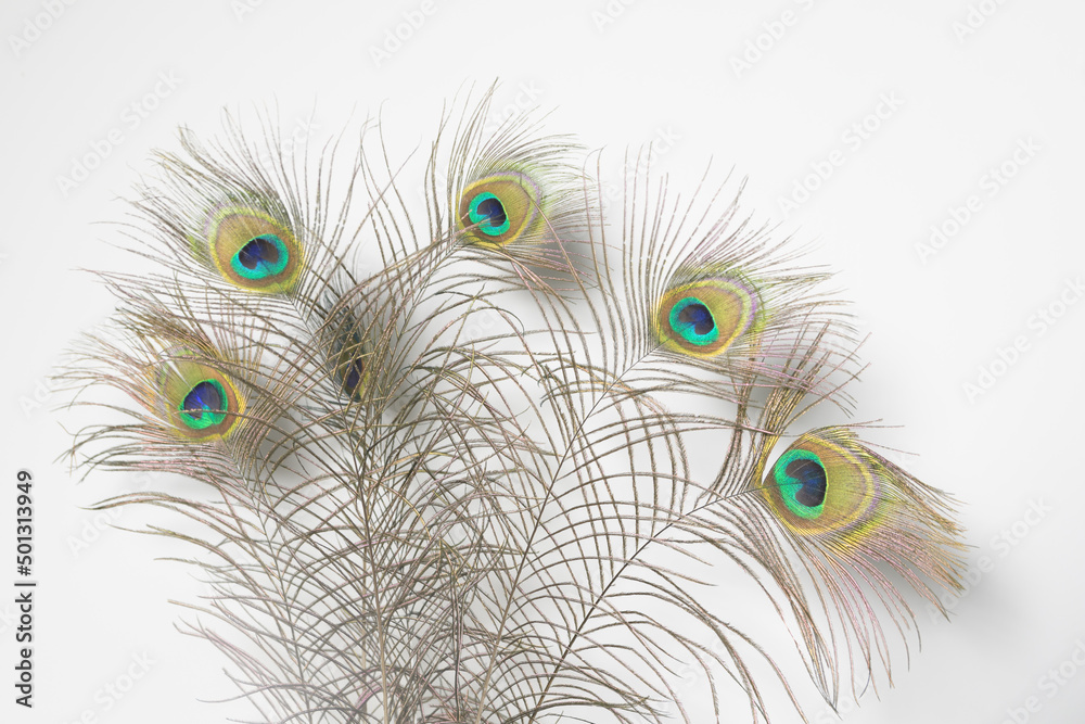 Fototapeta premium Peacock feathers isolated on white background. copy space