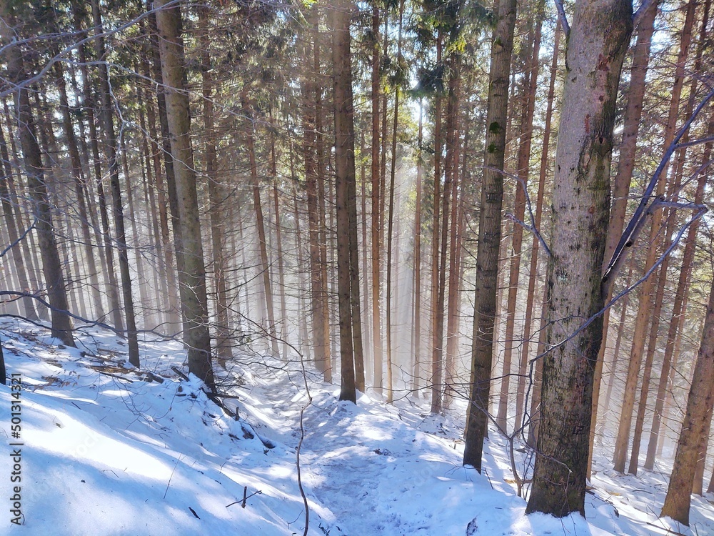 Fototapeta premium Mist in the forest. Sunrays behind the trees. Slovakia