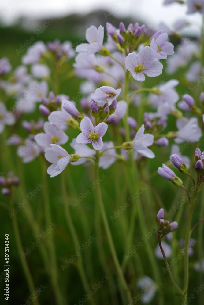 Fototapeta premium Cardamine pratensis, cuckoo flower, lady's smock, mayflower, or milkmaids, in a meadow. This is a plant in the family Brassicaceae. It is a perennial herb native to Europe and western Asia