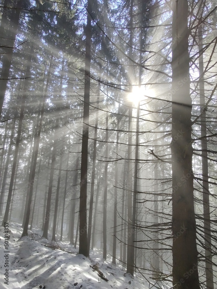 Mist in the forest. Sunrays behind the trees. Slovakia