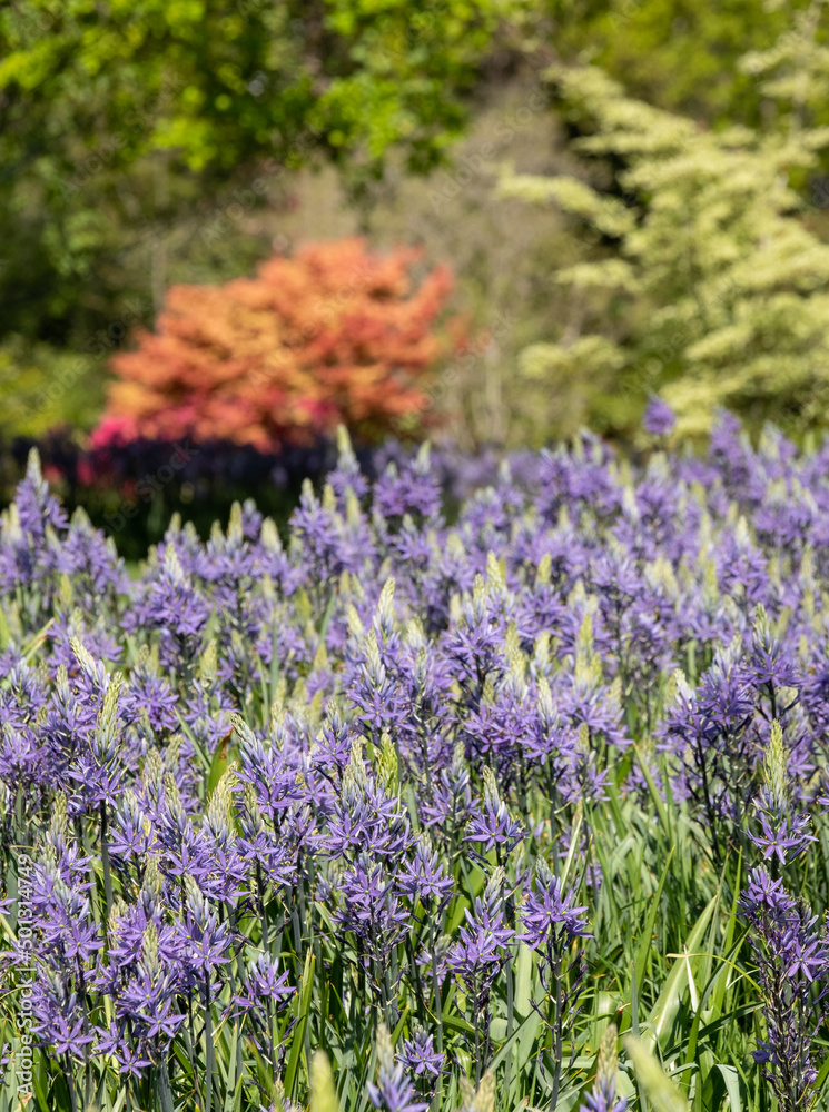 Obraz premium Spikey blue Camassia flowers in springtime, growing in the grass in a garden in Wisley, near Woking in Surrey UK. 