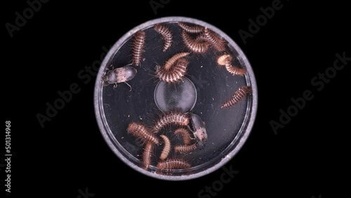 Larvae and beetles Dermestes lardarius under a microscope, of family Dermestidae. photo